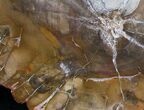 Bargain Araucaria Petrified Wood Slab #6787-1